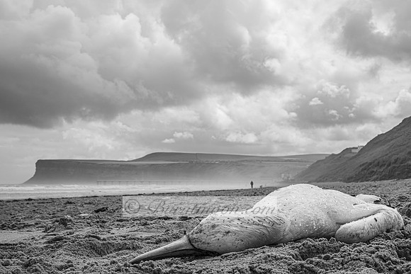 A deceased gannet lies on a sandy beach. The background includes cliffs, a cloudy sky, and a distant figure. The image is in black and white.