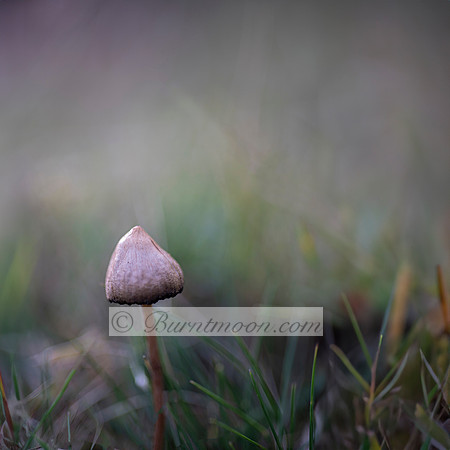 A solitary mushroom with a brownish, conical or bell-shaped cap and a slender stem growing in a grassy meadow. The background is soft and blurred green.