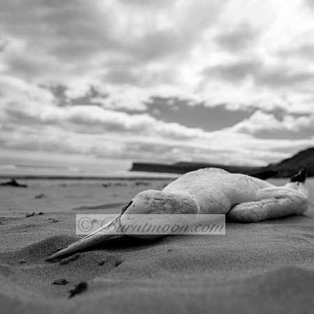A deceased gannet lies on a sandy beach, its long beak pointing to the left. The background includes cliffs and a cloudy sky. The image is in black and white.