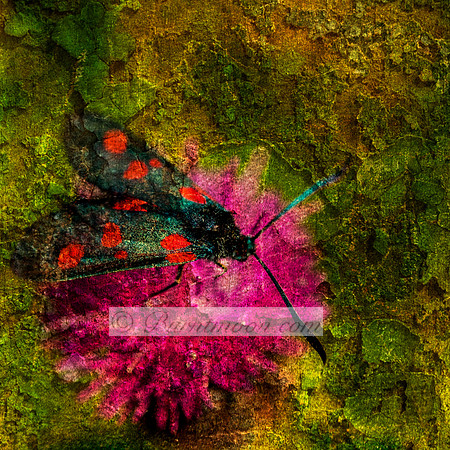 A Six-spot Burnet moth (Zygaena filipendulae) with dark wings and red spots perches on a pink flower. The background has a textured, vintage look with green and yellow tones.