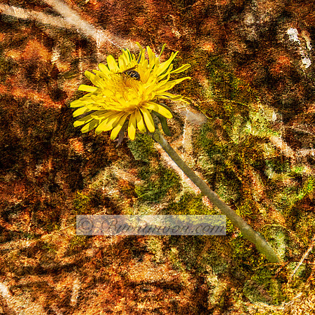 A bright yellow dandelion flower with a small insect on it is shown in the center of the frame. The background has a textured, vintage look with warm brown and green tones.
