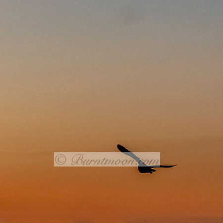 he silhouette of a Barn Owl is shown in flight against a gradient sky of warm colors