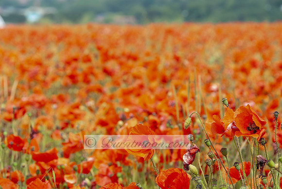 A field filled with numerous red poppies with black centers and slender green stems. The background is blurred green with hints of foliage and trees.