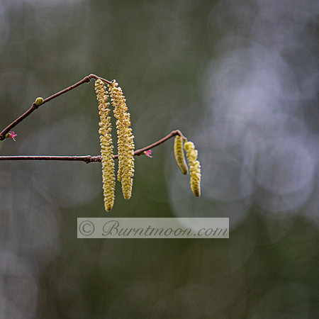 Hazel catkins hang from bare branches against a soft, blurred background. The catkins are pale yellow, slender, and textured.