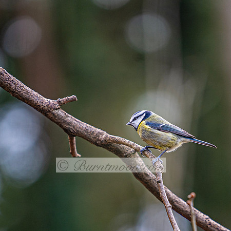 A Eurasian Blue Tit (Cyanistes caeruleus) with a blue cap, black eye stripe, greenish back, and yellow breast perches on a bare branch against a blurred green background.