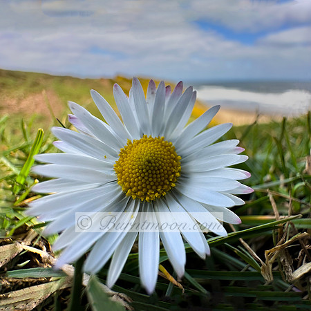 A close-up photograph of a Common Daisy (Bellis perennis) flower with white ray florets and a yellow central disk against a blurred coastal background with a sandy beach and ocean waves.