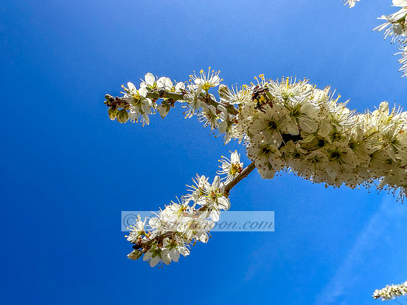 A branch of Blackthorn (Prunus spinosa) with small, white flowers clustered along the dark branches is shown against a clear blue sky.