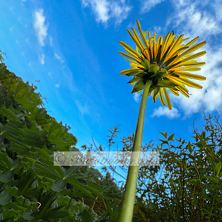 A low-angle photograph of a dandelion flower with bright yellow petals against a blue sky with white clouds.
