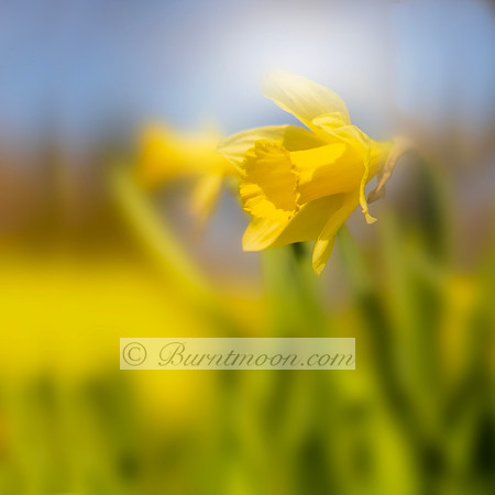 A bright yellow daffodil flower with a trumpet-shaped corona is shown in focus against a soft, blurred background of yellow and green.