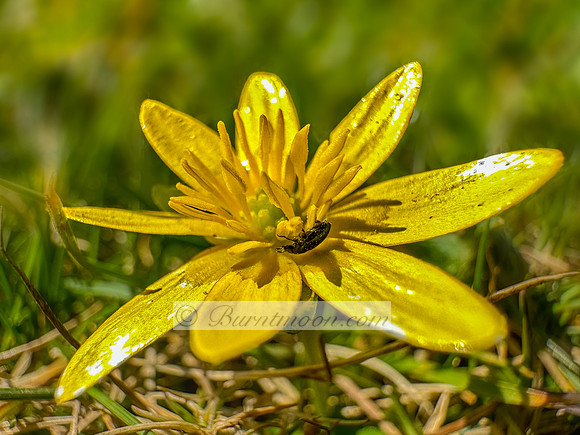 A bright yellow Lesser Celandine (Ficaria verna) flower with eight heart-shaped petals is shown in close-up. A small dark insect is visible on one petal. The background is a soft, blurred green.