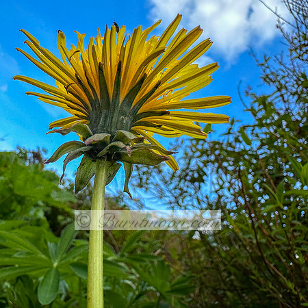 A low-angle photograph of a dandelion flower with bright yellow petals against a blue sky with white clouds.