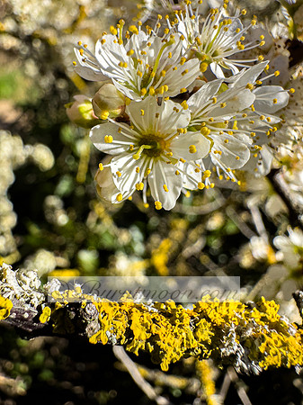 A close-up of white blackthorn flowers with yellow stamens, blooming above a branch covered in vivid yellow lichen. The background is softly blurred, emphasizing the intricate details of the blossoms