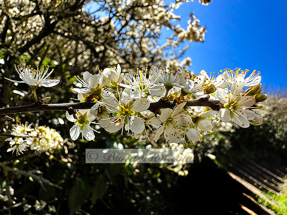 A branch of Blackthorn (Prunus spinosa) with small, white flowers densely clustered along the dark branches is shown against a clear blue sky.