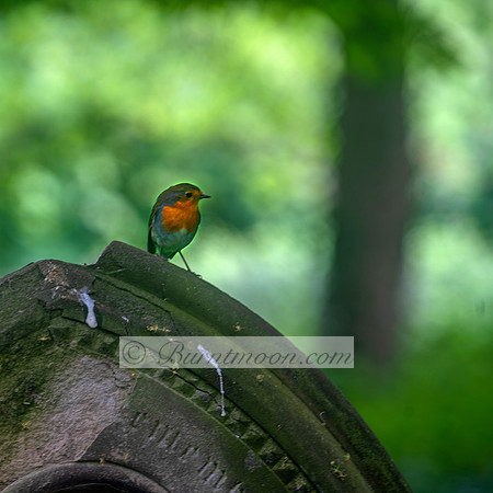 A European Robin (Erithacus rubecula) with an orange-red breast and face perches on a weathered stone surface. The background is a soft, blurred green.