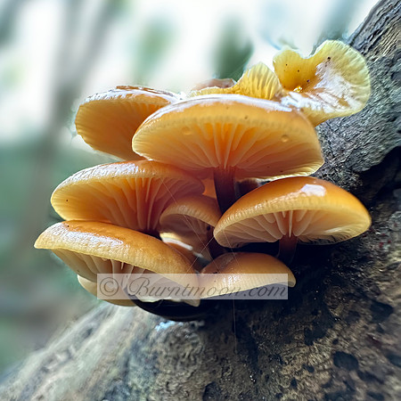 A cluster of Velvet Shank mushrooms (Flammulina velutipes) with orange-brown caps and velvety stems grows on a decaying log in a woodland setting.