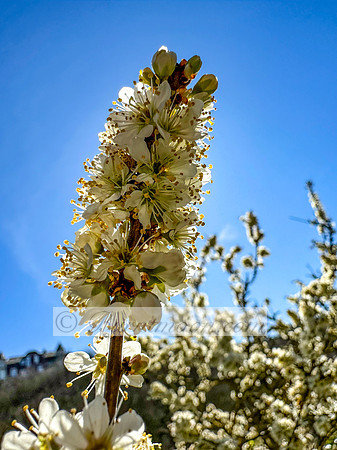 A branch of Blackthorn (Prunus spinosa) with small, white flowers densely clustered along the dark branches is shown against a clear blue sky.
