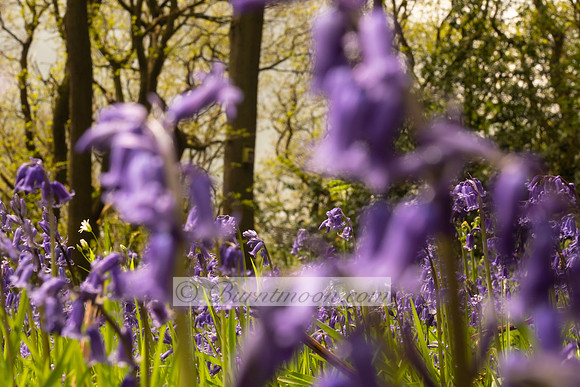 A section of a woodland floor covered in English Bluebells (Hyacinthoides non-scripta) with a blurred background of trees and foliage. The flowers are purple-blue and have drooping stems with bell-sha
