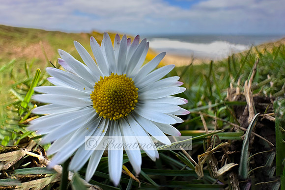 A close-up photograph of a Common Daisy (Bellis perennis) flower with white ray florets and a yellow central disk against a blurred coastal background with a sandy beach and ocean waves.