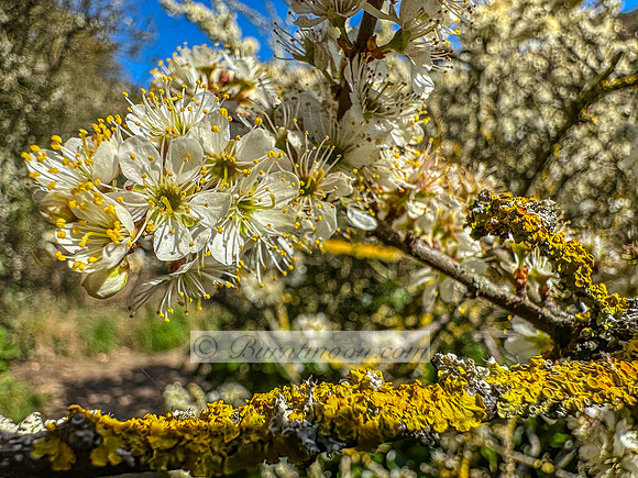 A branch of Blackthorn (Prunus spinosa) with small, white blossoms clustered along its dark branches is shown alongside bright yellow lichen. The background is a clear blue sky.