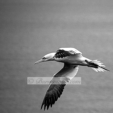 A black and white image of a gannet in flight, wings outstretched, against a plain, light background.
