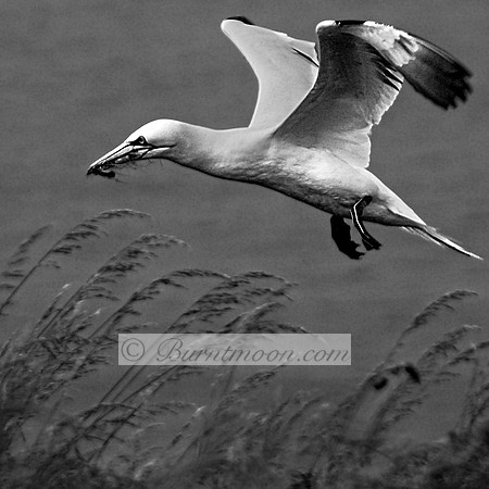 A black and white image of a gannet in flight, carrying nesting material in its beak. Tall grasses are visible in the foreground.