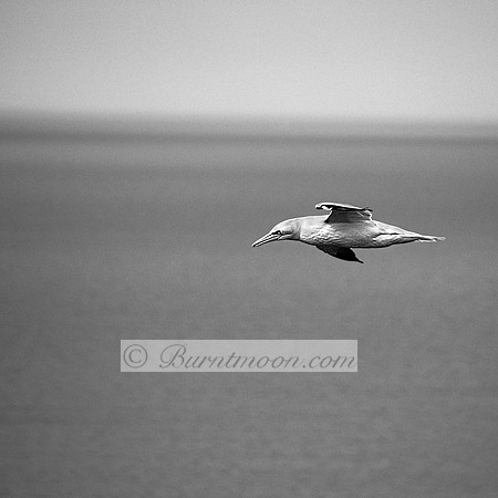 A black and white image of a gannet in flight, wings outstretched, against a blurred background of sky and water.
