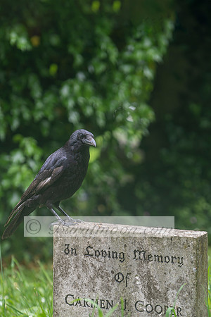 A black crow stands on a weathered gravestone inscribed "In Loving Memory of Carmen Cooper." The background is a blurred cemetery scene with green foliage and other grave markers.