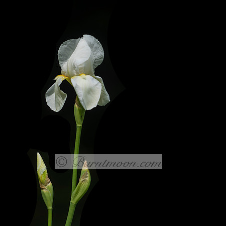 A white Bearded Iris (Iris × germanica) flower with a yellow beard on the falls is centered against a black background. Two buds are visible on the stem.