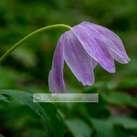 Wood anemone, Anemonoides nemorosa.