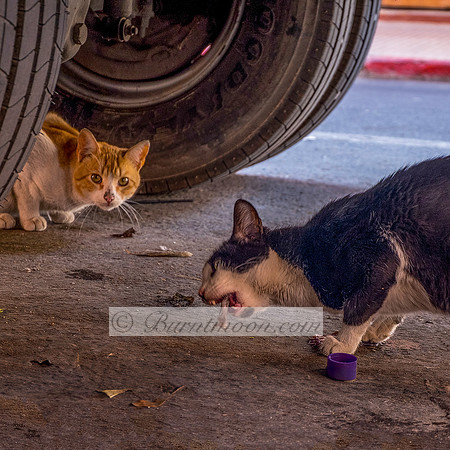 A street-level photograph showing two cats beneath a large vehicle's tire. A black and white cat in the foreground eats food, with a small purple bowl beside it. An orange and white cat is partially v