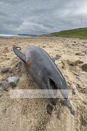 A deceased harbor porpoise lies on a sandy beach. The porpoise is dark gray with a blunt head and a small triangular dorsal fin. Its teeth are visible. The background includes a beach, a cliff, and a