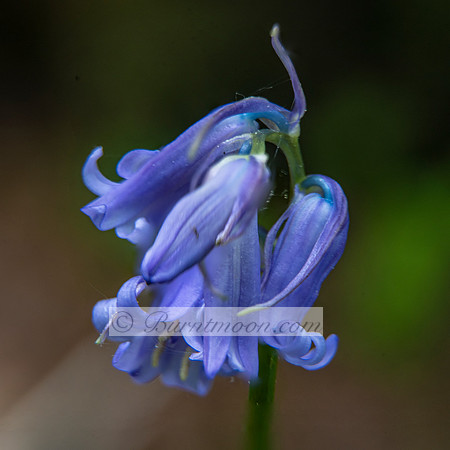 A close-up photograph of a Common Bluebell (Hyacinthoides non-scripta) flower with deep blue or violet-blue bell-shaped flowers and recurved tips. The stem is green, and the background is a soft, pale