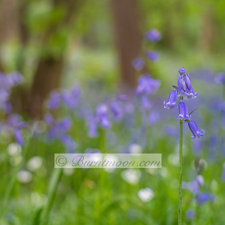 A close-up of a stem of Common Bluebells (Hyacinthoides non-scripta) with blue or violet-blue bell-shaped flowers in a woodland setting. The background is a soft blur of more bluebells, white wood ane