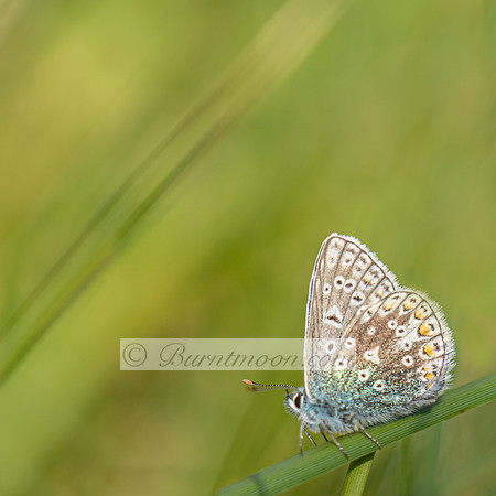 A female Common Blue butterfly (Polyommatus icarus) with brownish wings and blue scaling, distinct black spots with white outlines, perched on a green stem or leaf. The background is a soft, blurred g