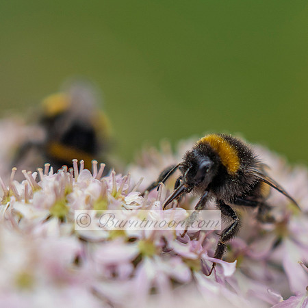A Buff-tailed Bumblebee (Bombus terrestris) with a buff-colored tail and black and yellow banding on its thorax visits a cluster of pink or pale purple blossoms.