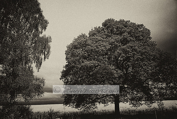 A sepia-toned photograph of two trees silhouetted against a dark sky, with a vast field in the background.