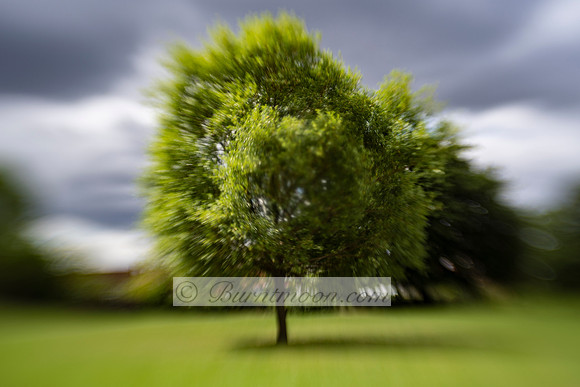 A motion-blurred photograph of a solitary green tree in the center of a bright green field, against a dark, cloudy sky.
