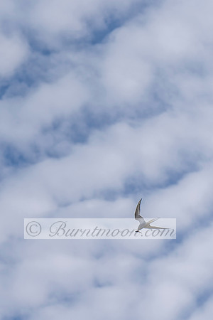 terns in flight