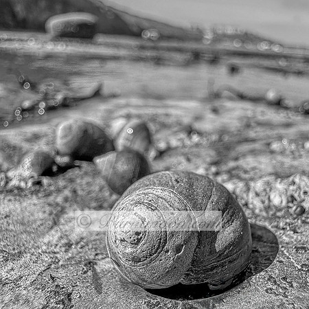 A black and white close-up image of several seashells on a textured surface. A larger shell is in the foreground, and the sea and coastline are blurred in the background.