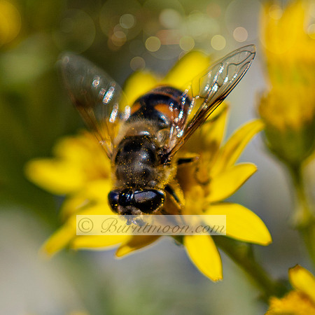 A Drone Fly (Eristalis species) with a bee-like appearance feeding on a yellow flower (likely ragwort). The background is soft and blurred.