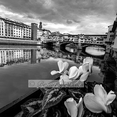 Black and white photograph of the Ponte Vecchio bridge in Florence, Italy, with flowers in the foreground and the Arno River reflecting the historic buildings and cloudy sky.